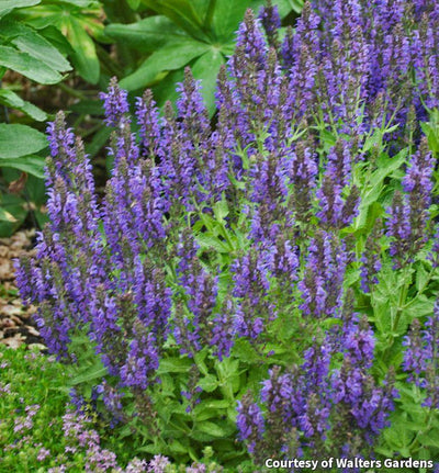 Salvia 'Marcus'