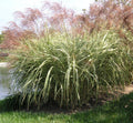 Large arching clump of maiden grass with green blades striped lengthwise in creamy white