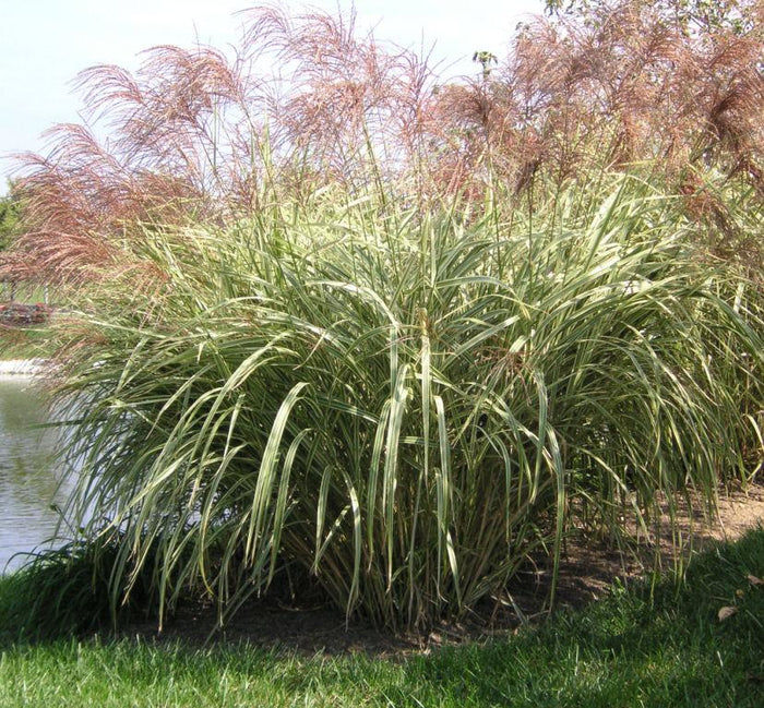 Maiden Grass 'Variegatus'