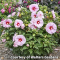 Hardy hibiscus with huge soft pink flowers blushed red at the center over dark green leaves