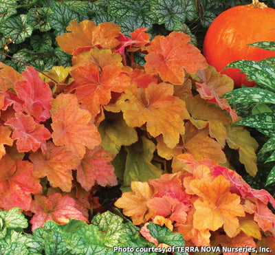 Coral Bells 'Southern Comfort'