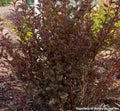 Compact rounded shrub with small reddish-purple leaves and clusters of white flowers