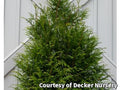 Narrow columnar arborvitae with soft deep green evergreen sprays
