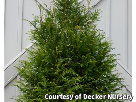 Arborvitae Leprechaun™