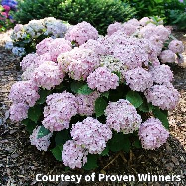 Small hydrangea shrub with double flower clusters in soft pastel pink and blue
