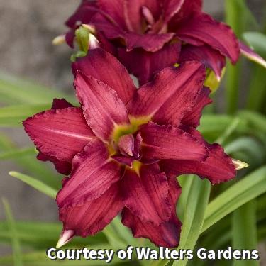 Compact daylily with ruffled double cranberry-red flowers and yellow-green throats above grassy leaves