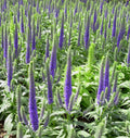 Compact plant with dense upright violet-blue flower spikes