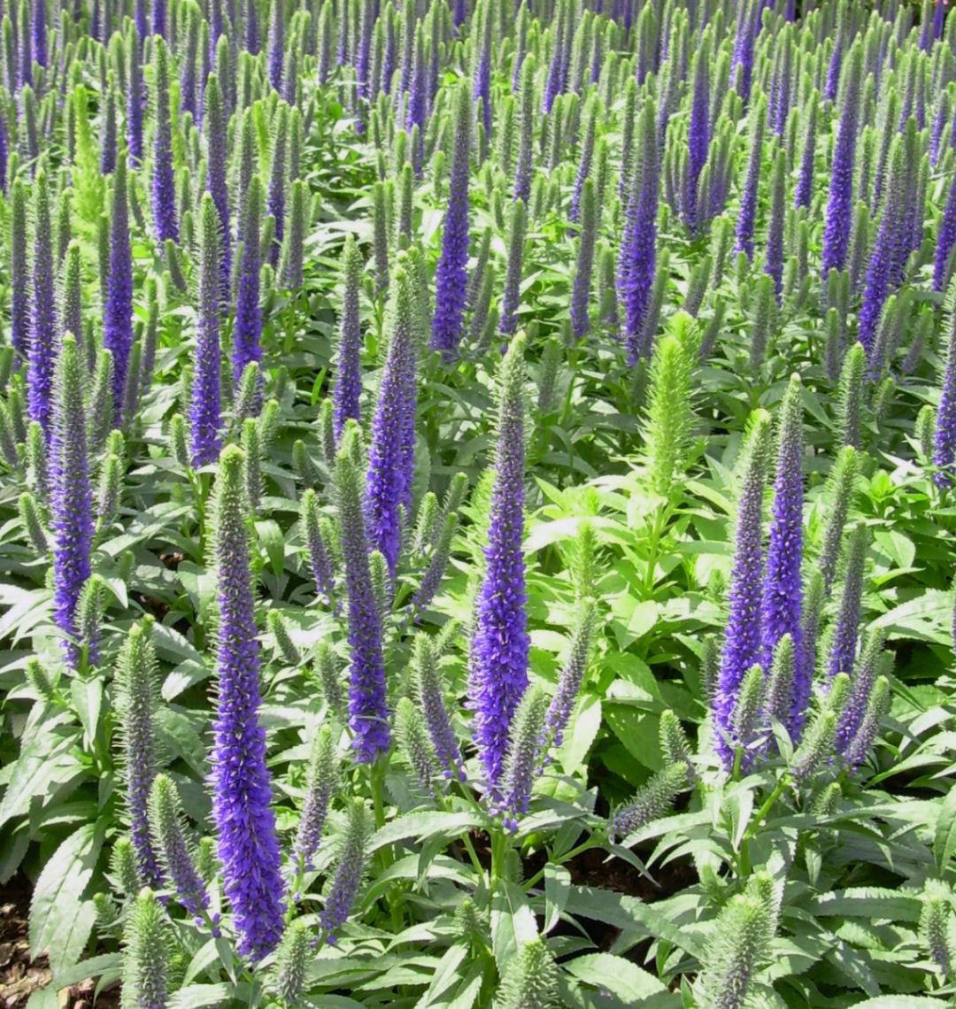 Compact plant with dense upright violet-blue flower spikes