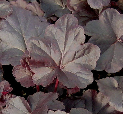 Coral Bells 'Obsidian'