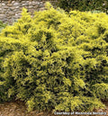 Low spreading juniper with lacy evergreen sprays tipped in bright gold
