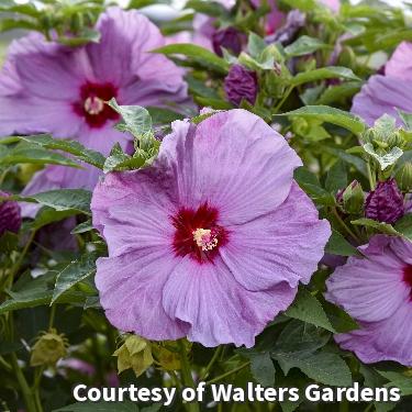 Hardy Hibiscus Summerific® 'Lilac Crush'