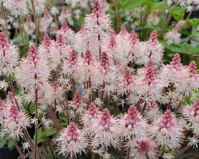 Foamflower 'Spring Symphony'