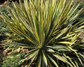 Clump of yucca with stiff sword-shaped leaves striped gold and green
