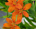 Orange flowers with red freckles on wiry stems above fans of sword-shaped leaves