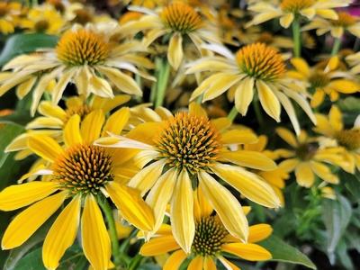 Coneflower Sombrero® Summer Solstice