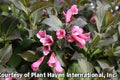 Compact shrub with dark purple leaves and clusters of pink trumpet flowers