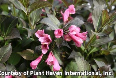 Compact shrub with dark purple leaves and clusters of pink trumpet flowers