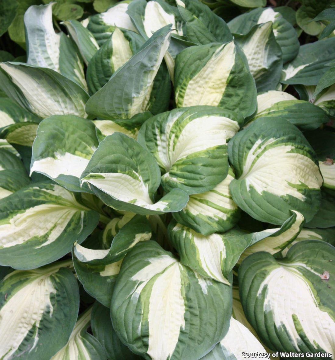 Hosta with creamy white leaf centers streaked with green and wide dark green margins