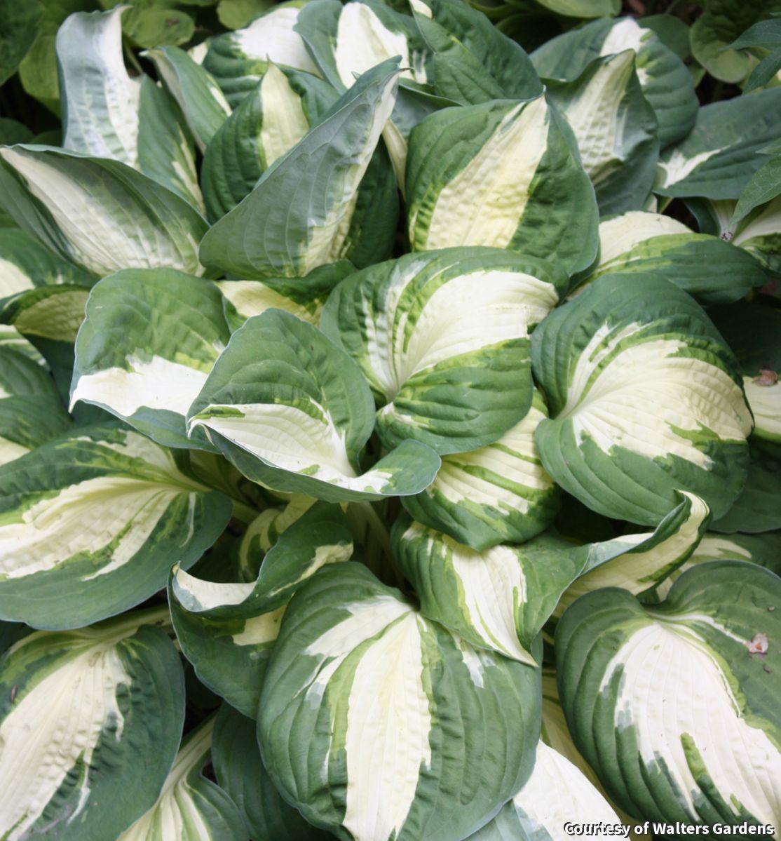 Hosta with creamy white leaf centers streaked with green and wide dark green margins