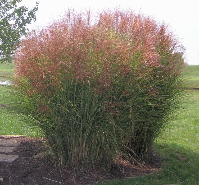 Tall arching clump of narrow green grass blades with feathery coppery-silver plumes