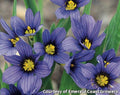 Small clump of narrow spiky leaves with blue-violet star-shaped flowers with yellow centers