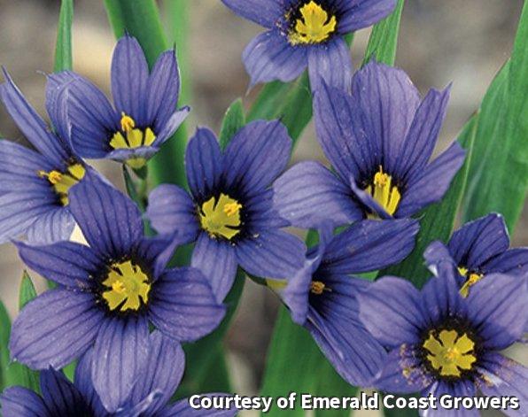 Small clump of narrow spiky leaves with blue-violet star-shaped flowers with yellow centers