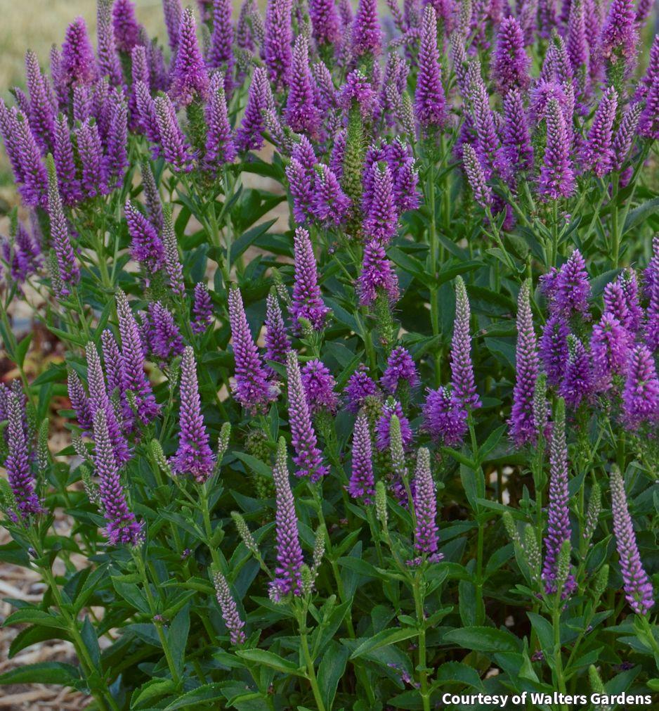Speedwell with many upright spikes of violet-purple flowers over green leaves