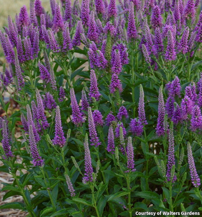 Speedwell 'Very Van Gogh'