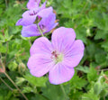 Sprawling geranium with violet-blue flowers with white centers and dark veins
