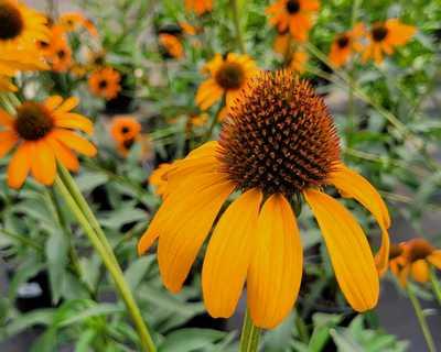 Coneflower 'Tiki Torch'