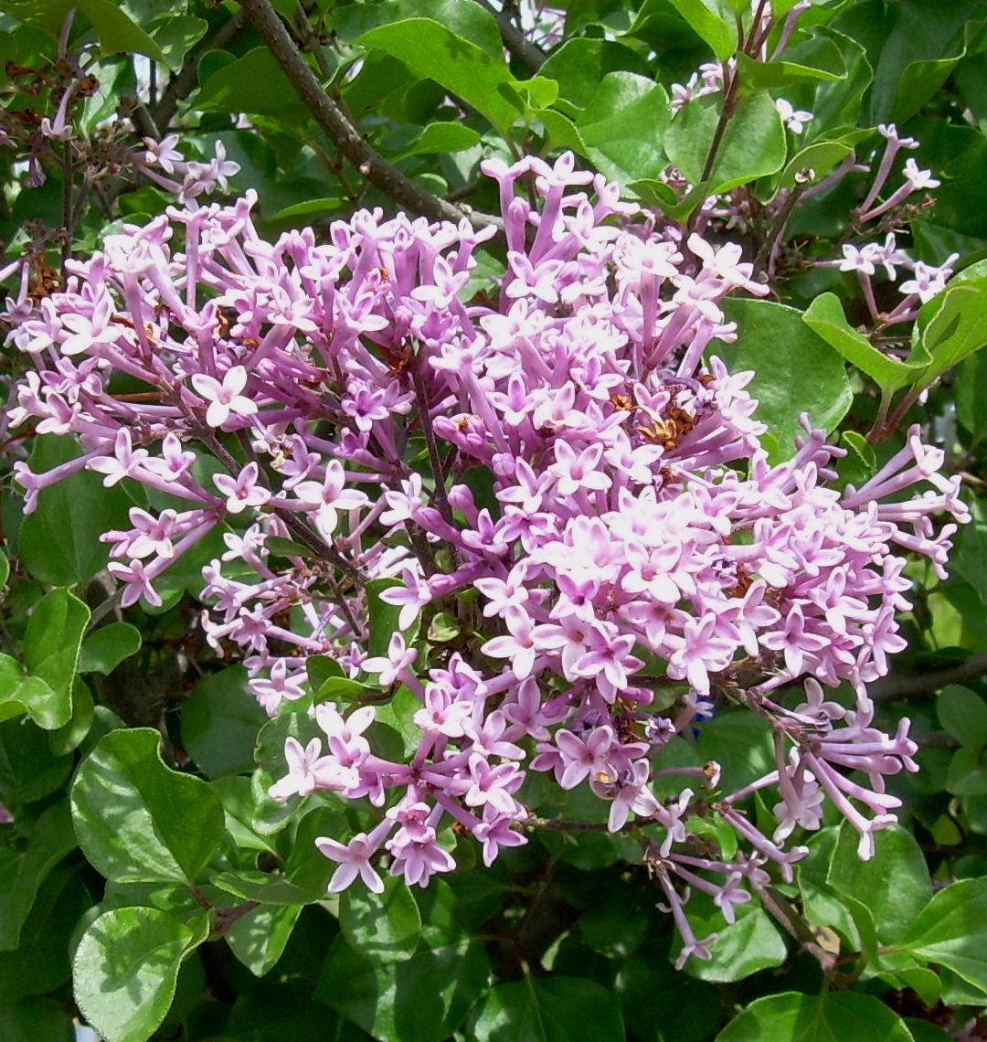 Rounded shrub covered in clusters of small fragrant lilac-pink flowers