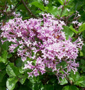 Rounded shrub covered in clusters of small fragrant lilac-pink flowers