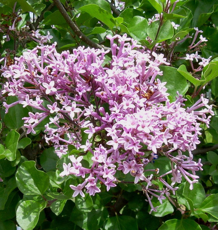 Dwarf Korean Lilac 'Palibin'