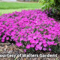 Low mat of blue-gray foliage covered in small bright fuchsia-pink flowers
