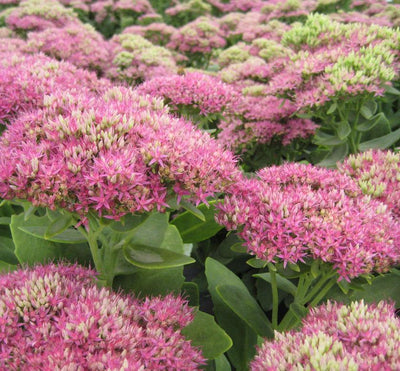 Stonecrop 'Neon'