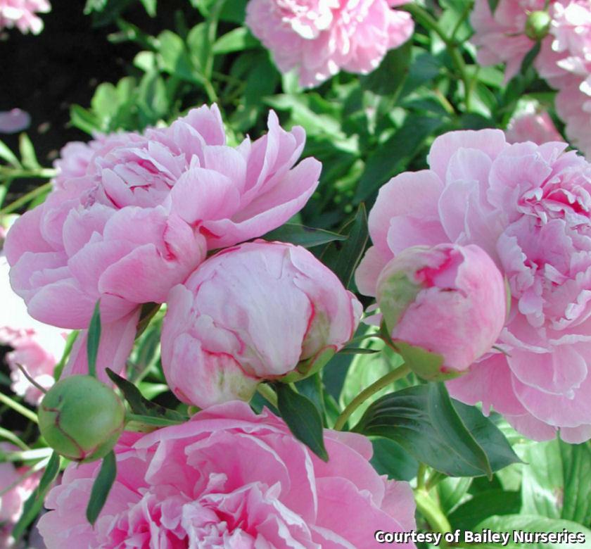 Peony with large fully double rose-pink flowers and glossy dark green leaves