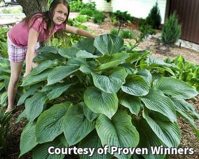 Giant hosta with very large, thick, dark green leaves