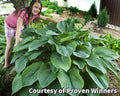 Giant hosta with very large, thick, dark green leaves