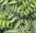 Japanese painted fern with silvery gray-green fronds and burgundy-red stems