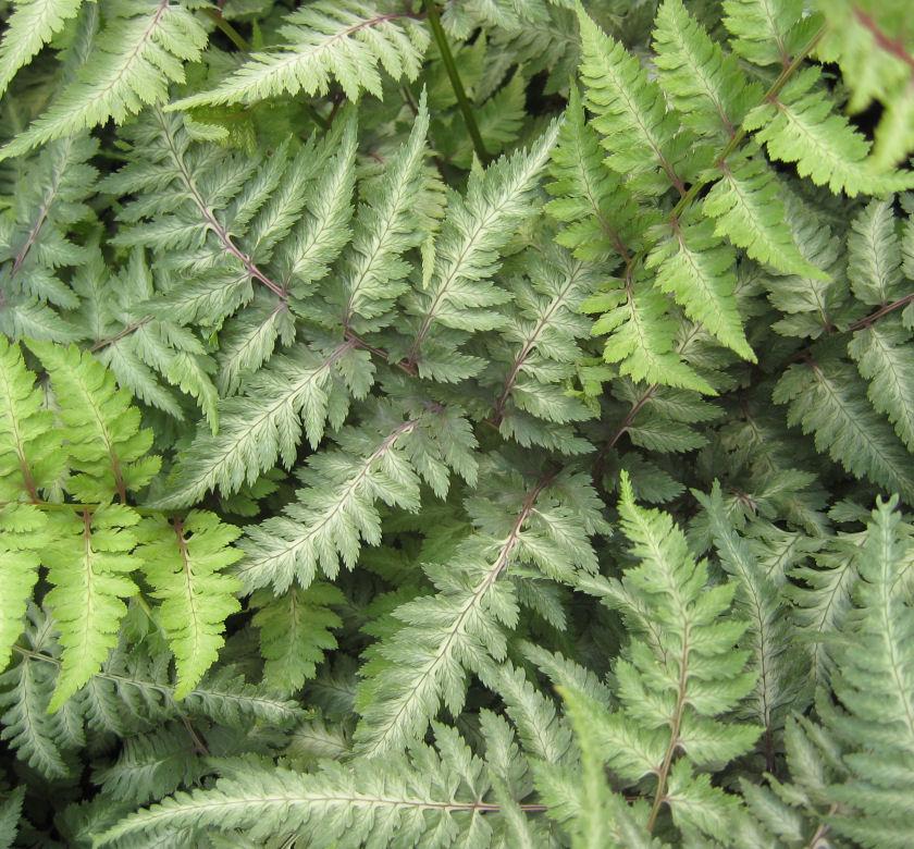 Japanese painted fern with silvery gray-green fronds and burgundy-red stems