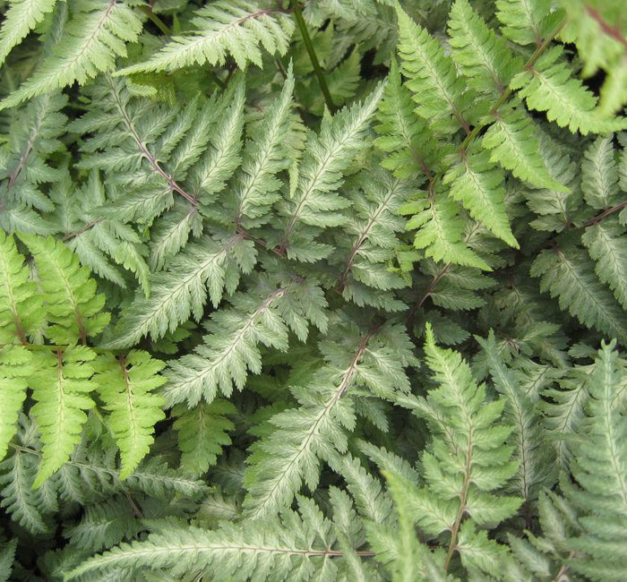 Japanese Painted Fern 'Pictum'