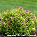 Compact mound of gold spirea leaves topped with flat clusters of pink flowers