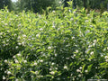 Compact shrub with glossy green leaves and round white pincushion-like flower balls
