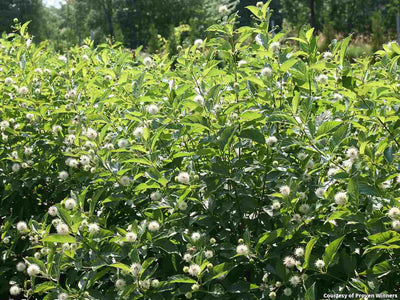 Buttonbush Sugar Shack® 2.0