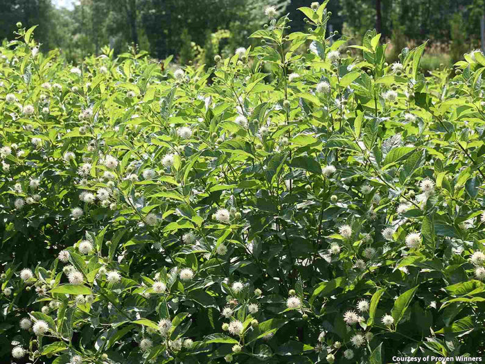 Buttonbush Sugar Shack® 2.0