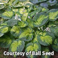 Hosta with thick puckered leaves that have gold centers and blue-green margins