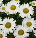Large white daisies with yellow centers on tall upright stems