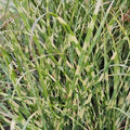 Compact clump of maiden grass with green blades crossed by horizontal yellow bands