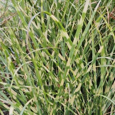 Maiden Grass Bandwidth™