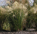 Clump of fine, arching maiden grass topped with feathery silvery-white plumes